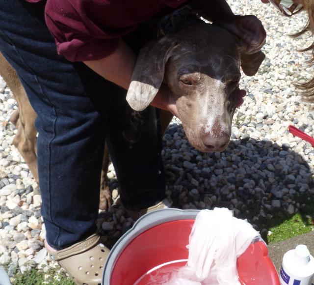 Manny tolerates a bath